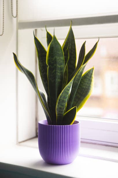 Sanseveria